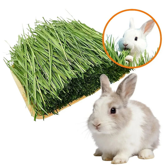 Dried Timothy Hay, 500g