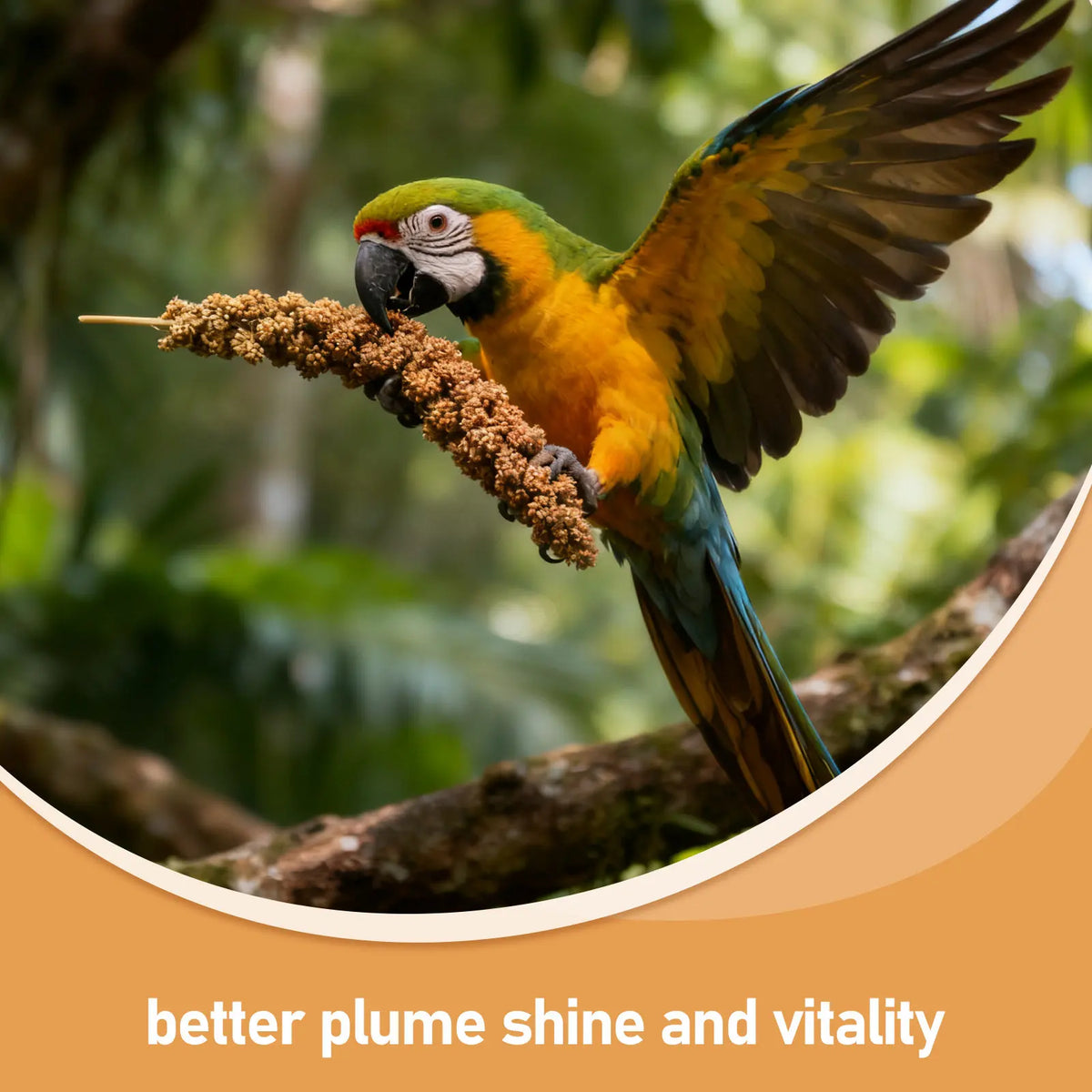Spray Millet Treats for Small Birds, 500g